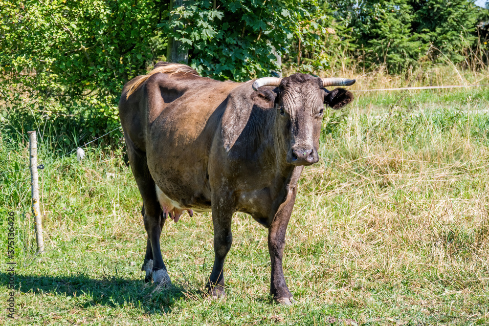 Fototapeta premium close-up on a cow in a pasture