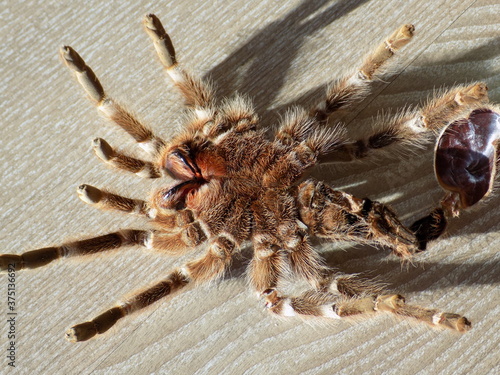 Tarantula Back Skin on Floor