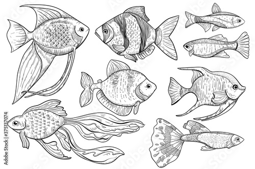 Fish sketch. Freshwater and ocean fish animal sketch illustration in engraved style. Food and fishing sport vector item on white background. Hand drawn water creature food menu isolated icon.