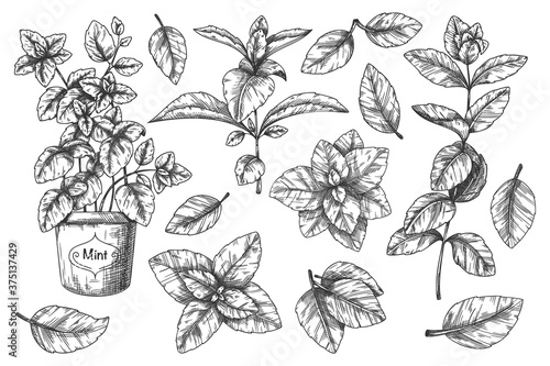 Mint hand sketch. Handdrawn menthol leaves and stem, potted plant retro style ink sketch. Peppermint engraved vector drawing. Leaf herbal spearmint illustration. Mint cooking spicy ingredient set