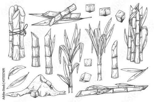 Sugar cane. Natural organic sweetener harvest illustration. Sugar cane plant, stem bunch, stalk and leaves, sweet spice cube and powder ingredient engraved sketch isolated vector set on background