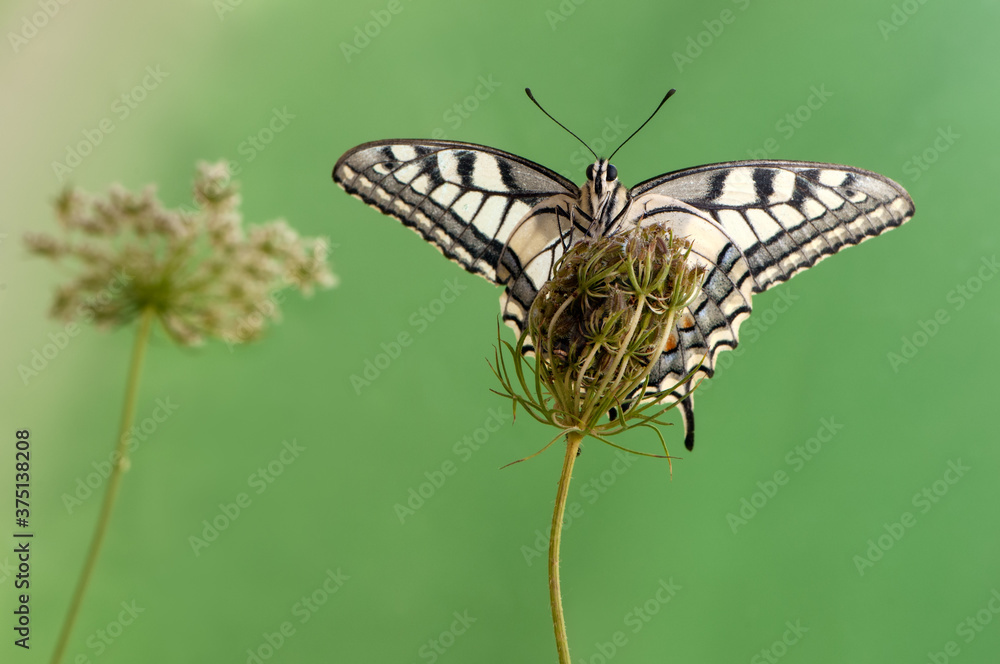 Fototapeta premium Wonderful butterfly Papilio machaon on a summer day basking in the dry grass