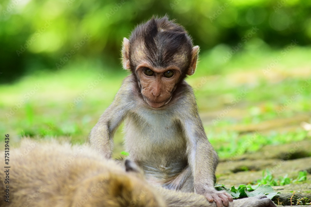 Macaca fascicularis- Baby long tailed monkey. Close up detail of the baby monkey. Monkey isolated Macaca fascicularis- Baby long tailed monkey. Close up detail of the baby monkey. Monkey isolated
