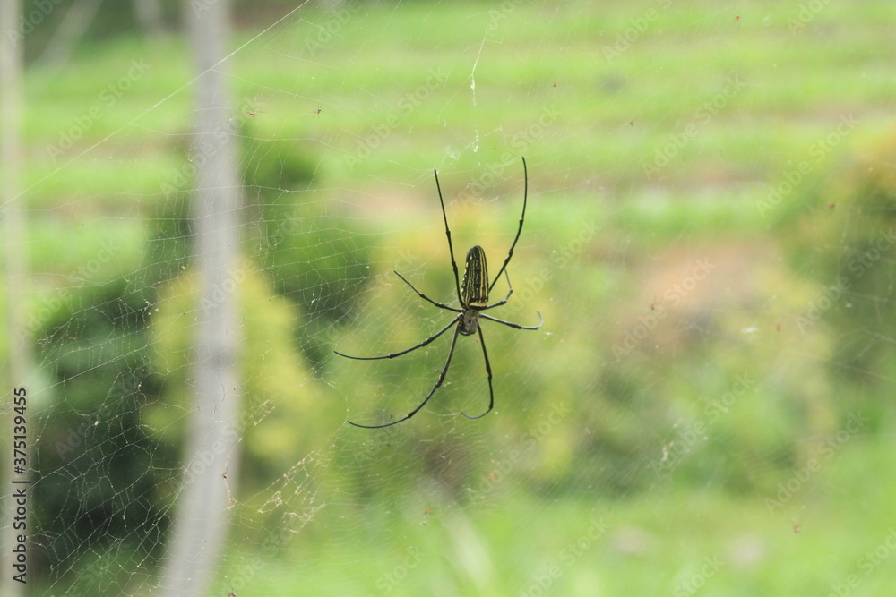 Spider with pretty color close up picture Spider with pretty color close up picture