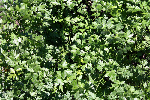 Green carpet of growing parsley leaves. Background.