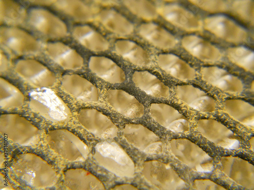Moldy Carbon Net Filter from Close-up