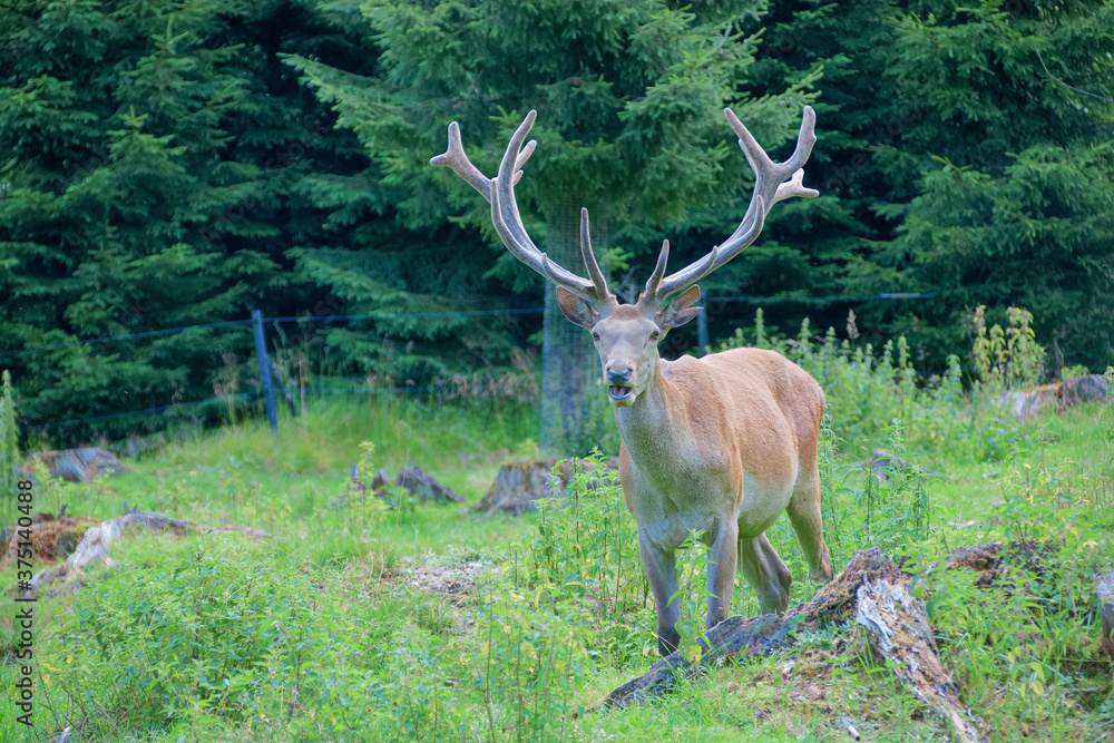 Fototapeta premium red deer in the woods