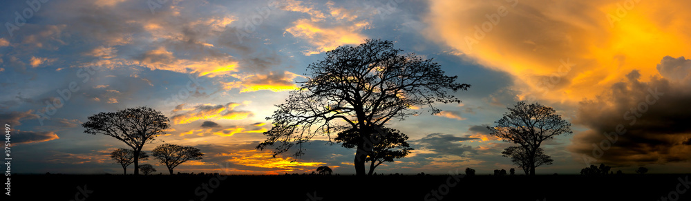 Dark tree on open field dramatic sunrise.Typical african sunset with acacia trees in Masai Mara, Kenya