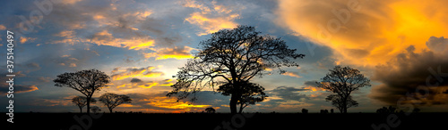 Dark tree on open field dramatic sunrise.Typical african sunset with acacia trees in Masai Mara  Kenya