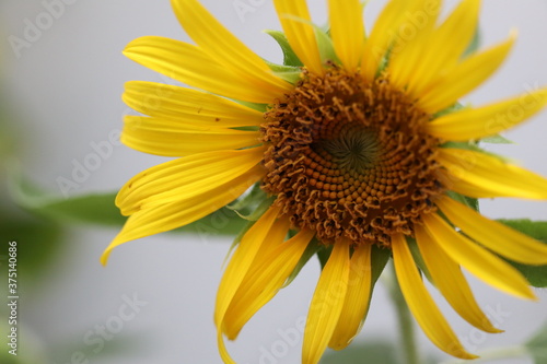 Beautiful flower   close up of little yellow sunflower is blooming