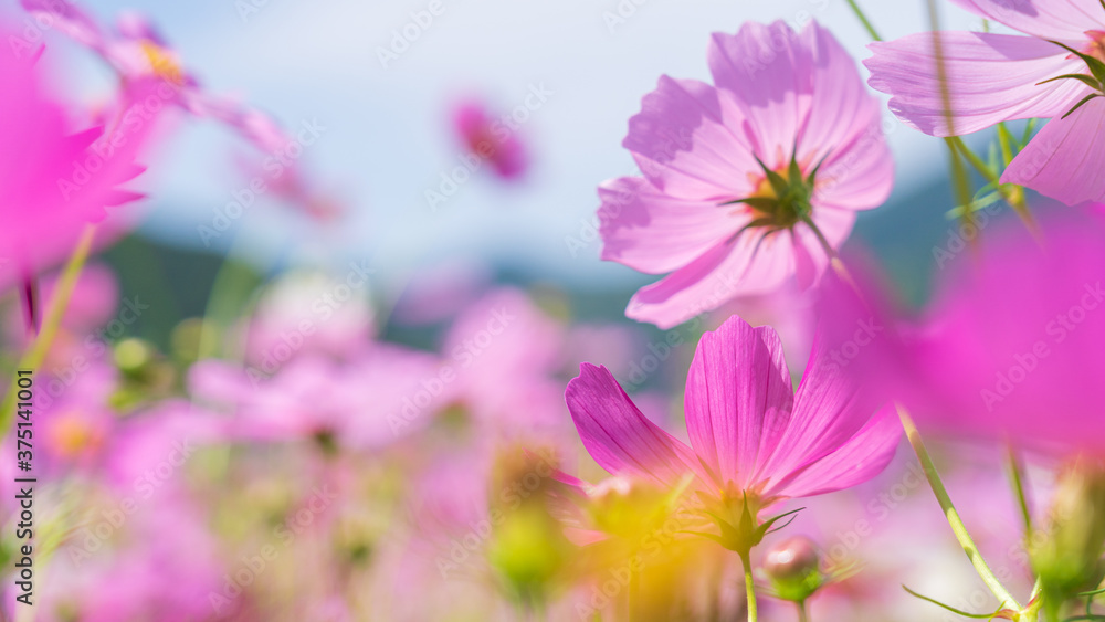 Fototapeta premium コスモス