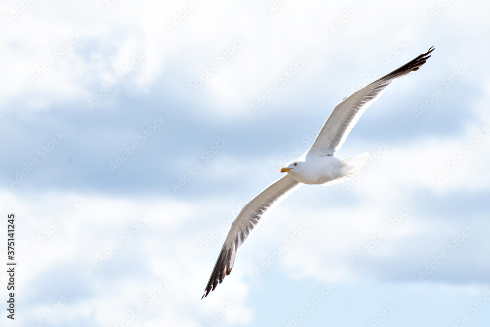 Obraz premium flying seagul