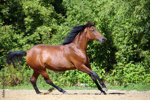Chestnut sports horse running in paddock on the sand background