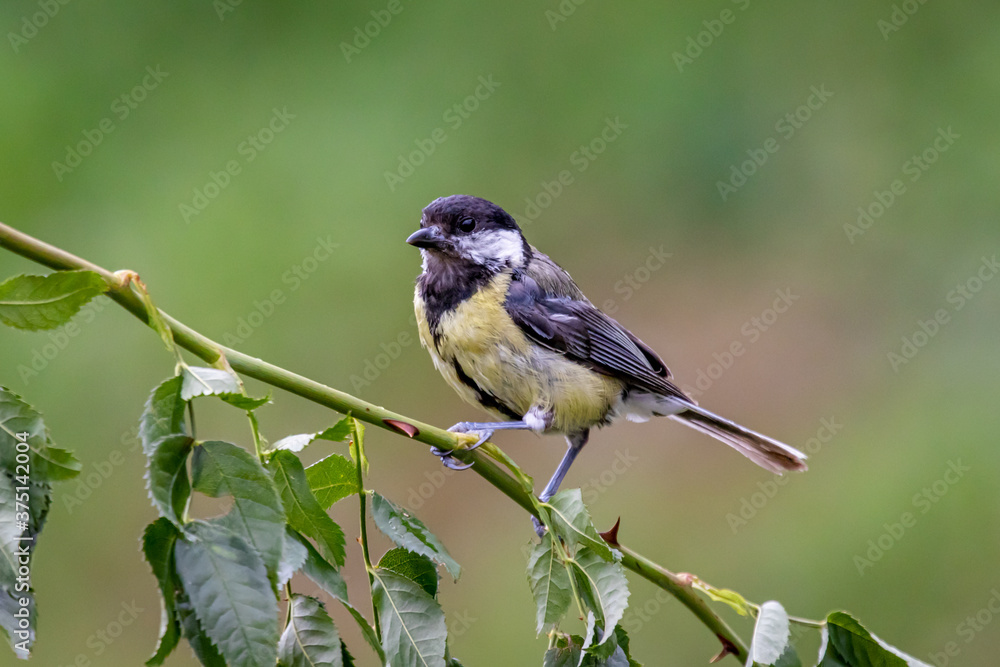 Great tit (Parus major) Great tit (Parus major)