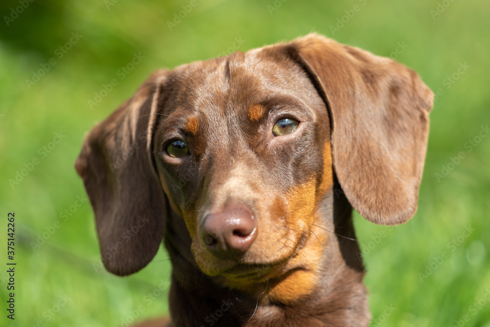 Miniature Dachshund in the Countryside