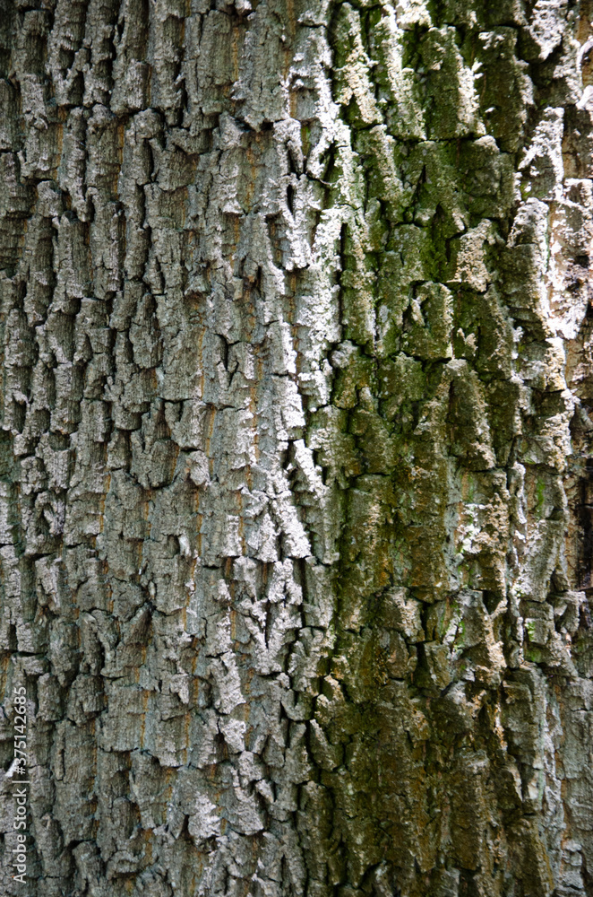 Obraz premium Tree bark texture image. Nature wood background