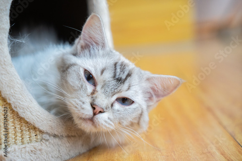 Pet cat resting in the cattery photo