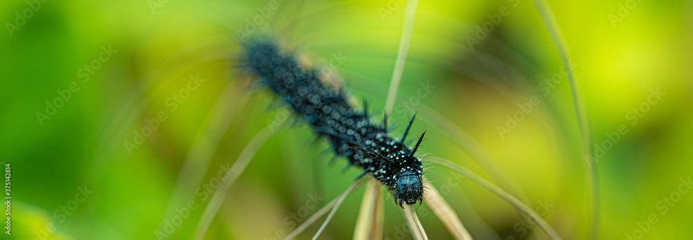 Peacock Butterfly Black and white spikey Caterpillars close up