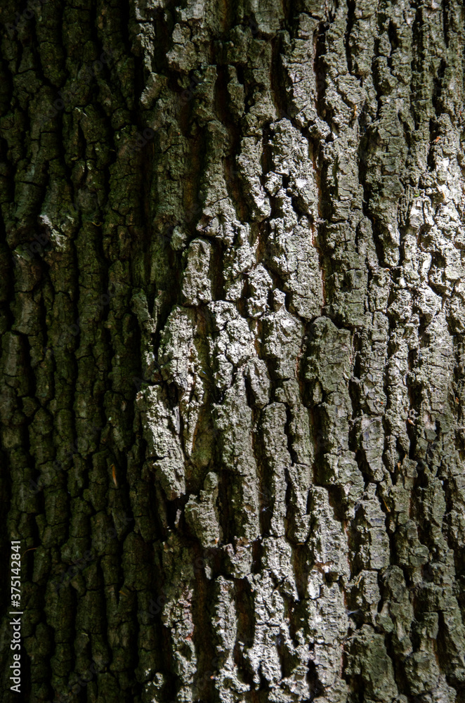 Obraz premium Tree bark texture image. Nature wood background