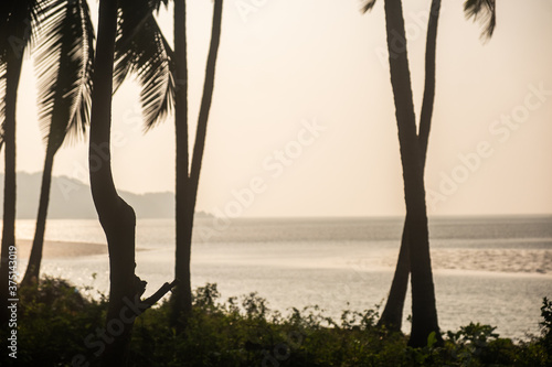 Photography View of palm trees and beach on sunset