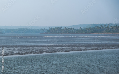 Canvas Print A lot of birds during low tide