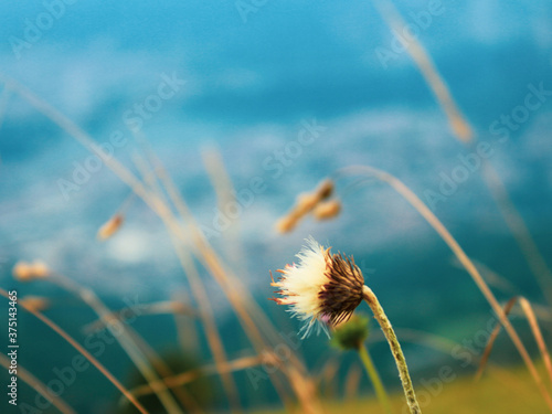 dandelion in the wind