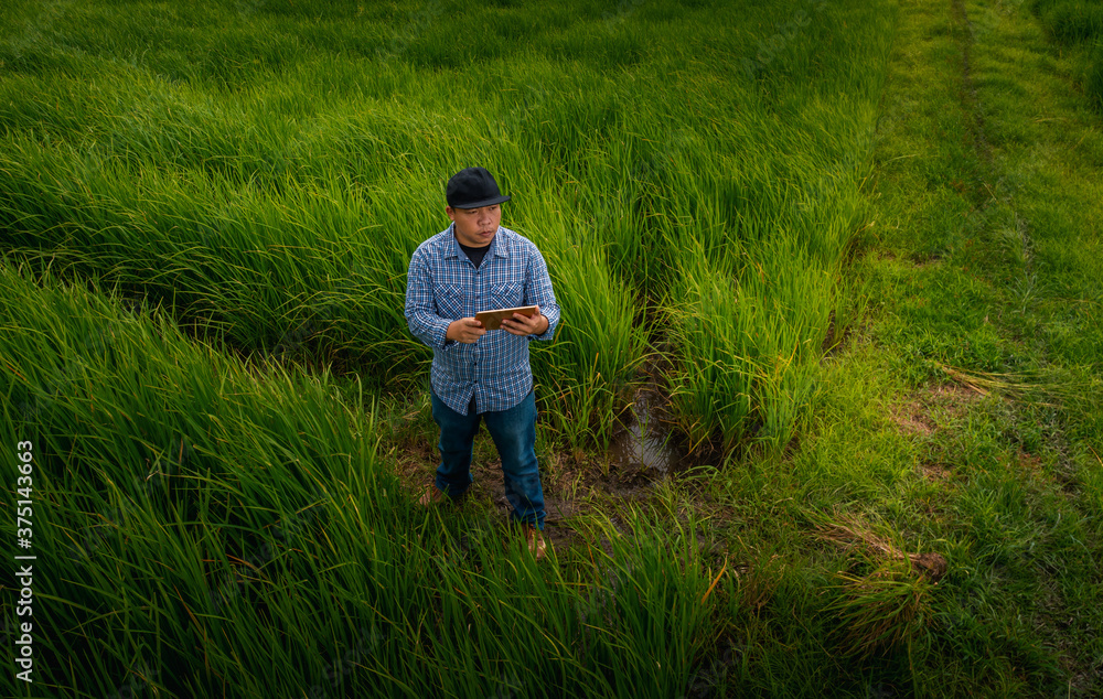 smart farmer concept using smartphone in rice fields, modern technology application in agricultural growing activity, high angle camera shots smart farmer concept using smartphone in rice fields, modern technology application in agricultural growing activity, high angle camera shots