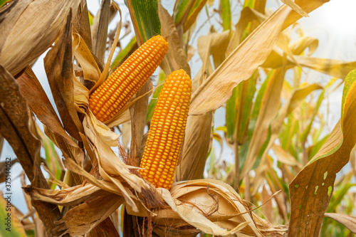 yellow dry ripe corn on the field