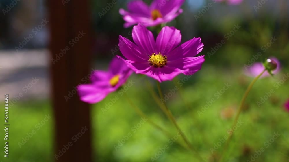 some cute pink flowers blossom in the garden on green background some cute pink flowers blossom in the garden on green background