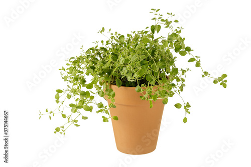 Oregano herb plant in ceramic pot isolated on white