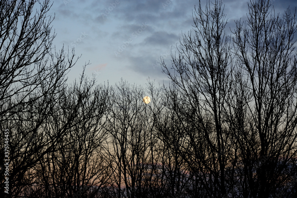 Obraz premium Moon over the branches