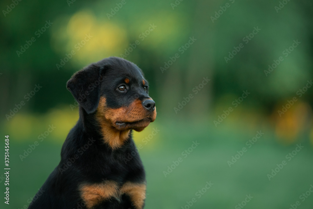 Rottweiler dog in nature. portrait of a puppy on the grass.