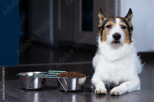 Portrait of a dog, the dog lies near his bowl of dry food, serious look. Home pet eats at home.