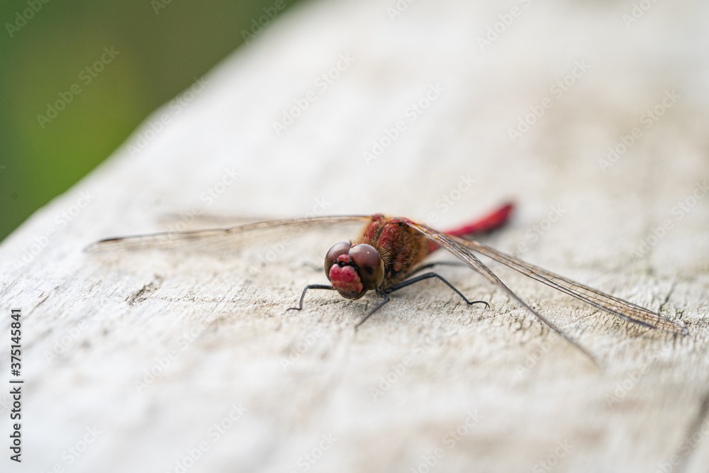Close up macro view of Red Darter Dragonfly Head Eyes and Wings Close up macro view of Red Darter Dragonfly Head Eyes and Wings