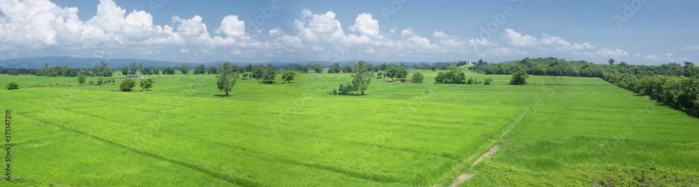 Panorama of rice fields