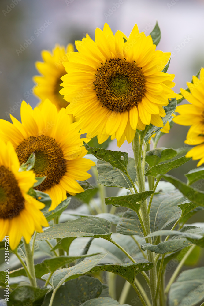 Obraz premium sunflower on the field