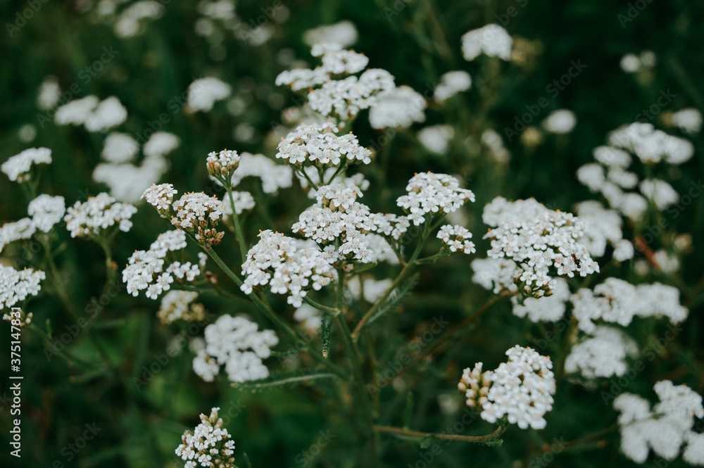 white flowers in the garden white flowers in the garden