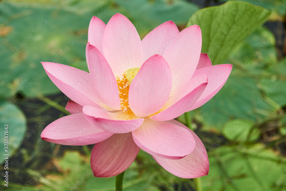Blooming pink lotus flower on the lake, Blooming pink lotus flower on the lake,