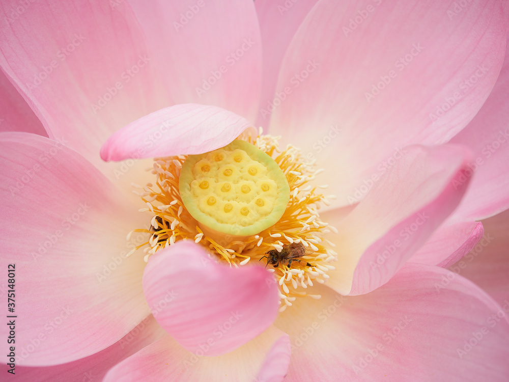 Closeup of a lotus flower, a bee collects pollen from a flower. Closeup of a lotus flower, a bee collects pollen from a flower.