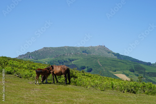 Pottoks devant la montagne Rhune, à Sare, au Pays Basque