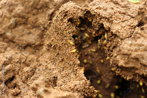 Termites are eusocial insects that are classified at the taxonomic rank of infraorder Isoptera, Termites are a delicacy in the diet of some human cultures and are used in many traditional medicines. photo