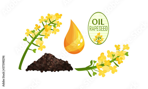 Rapeseed Plant Flower and Oil Drop Vector Set