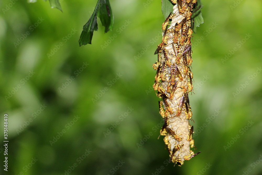 The wasps, such as yellowjackets and hornets, are in the family Vespidae.The majority of wasp species are solitary, with each adult female living and breeding independently. The wasps, such as yellowjackets and hornets, are in the family Vespidae.The majority of wasp species are solitary, with each adult female living and breeding independently.