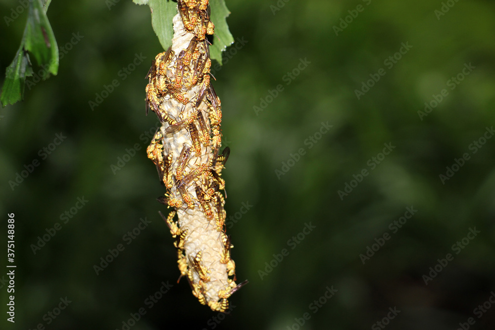 The wasps, such as yellowjackets and hornets, are in the family Vespidae.The majority of wasp species are solitary, with each adult female living and breeding independently. The wasps, such as yellowjackets and hornets, are in the family Vespidae.The majority of wasp species are solitary, with each adult female living and breeding independently.