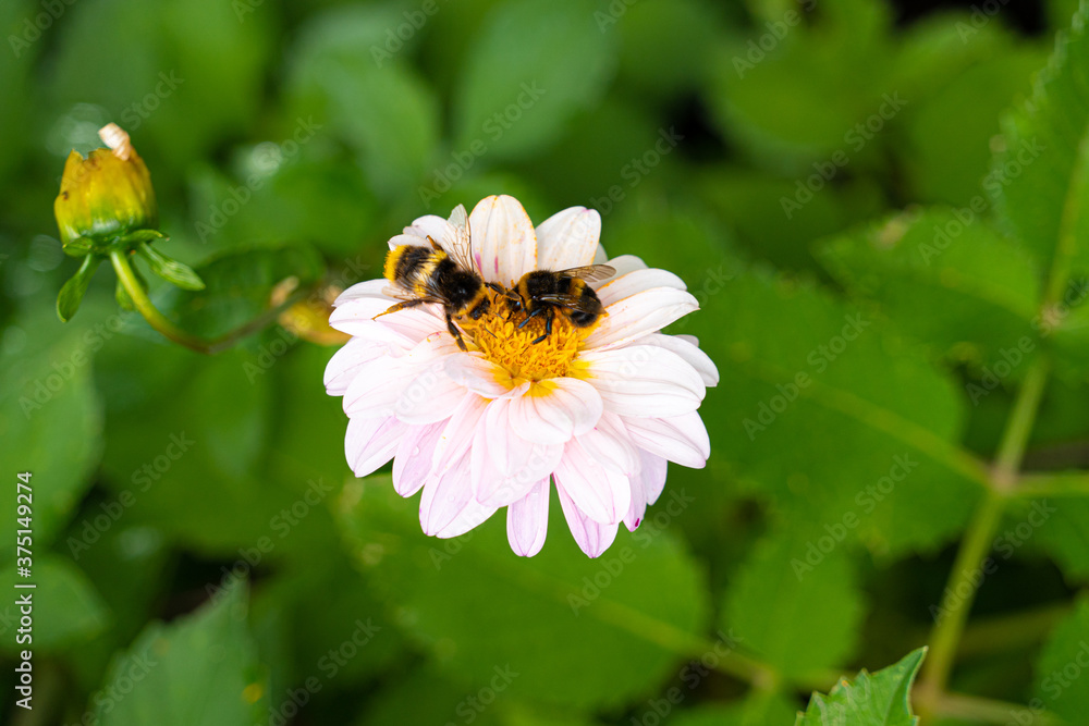 Close up Macro of Bumble Bee Pollinating British Wildflowers Close up Macro of Bumble Bee Pollinating British Wildflowers