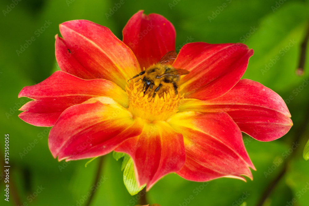 Close up Macro of Bumble Bee Pollinating British Wildflowers Close up Macro of Bumble Bee Pollinating British Wildflowers