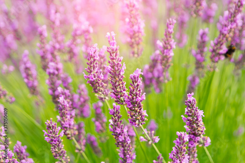 lavender flowers closeup