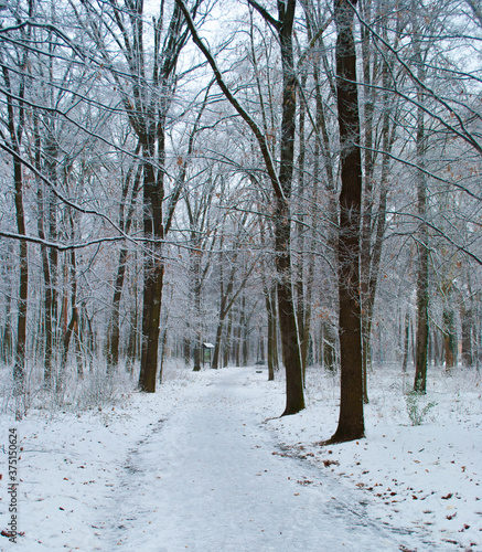 Winter wonderland. Snow covered forest. Path in snow forest. Framming 