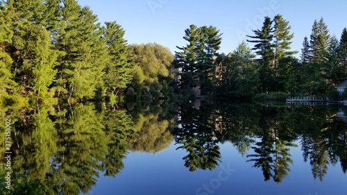 trees and water