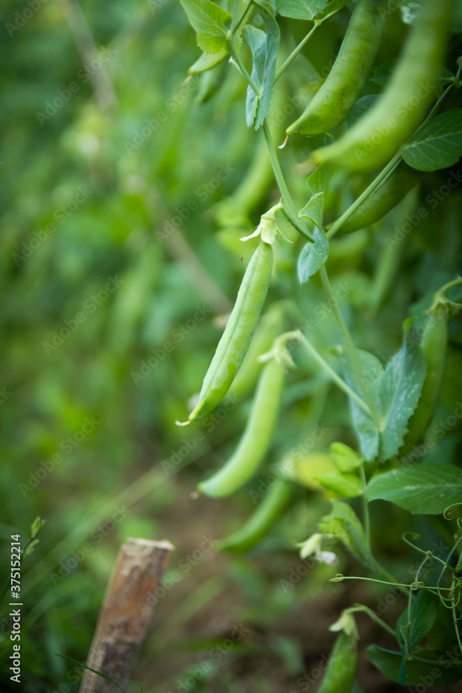 green peas growing in garden closeup green peas growing in garden closeup